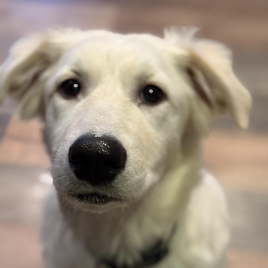 Enlarge Rose, a Adoptable Great Pyrenees in St. Clair, MO image 2/6