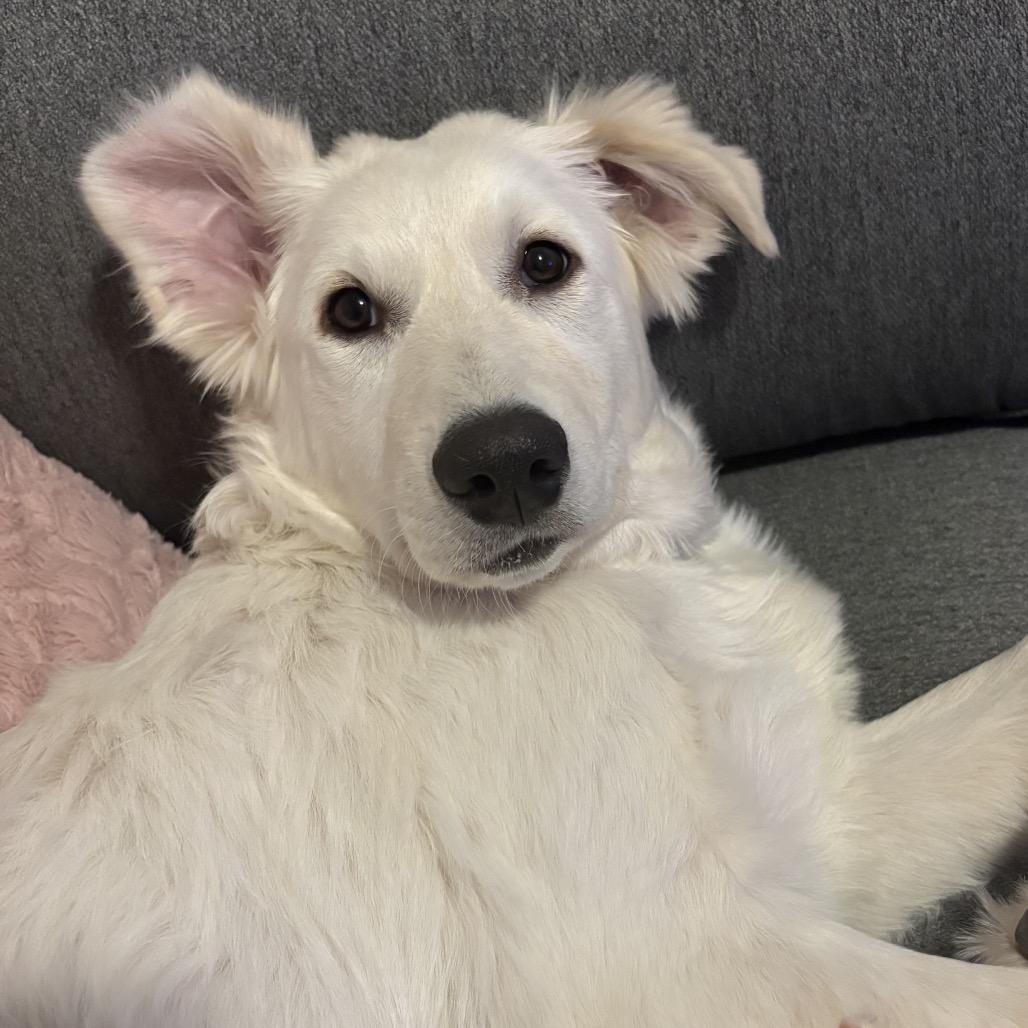 Enlarge Rose, a Adoptable Great Pyrenees in St. Clair, MO image 3/6