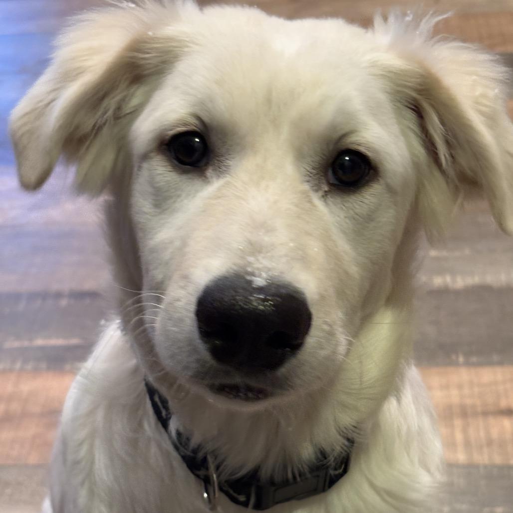 Enlarge Rose, a Adoptable Great Pyrenees in St. Clair, MO image 2/6
