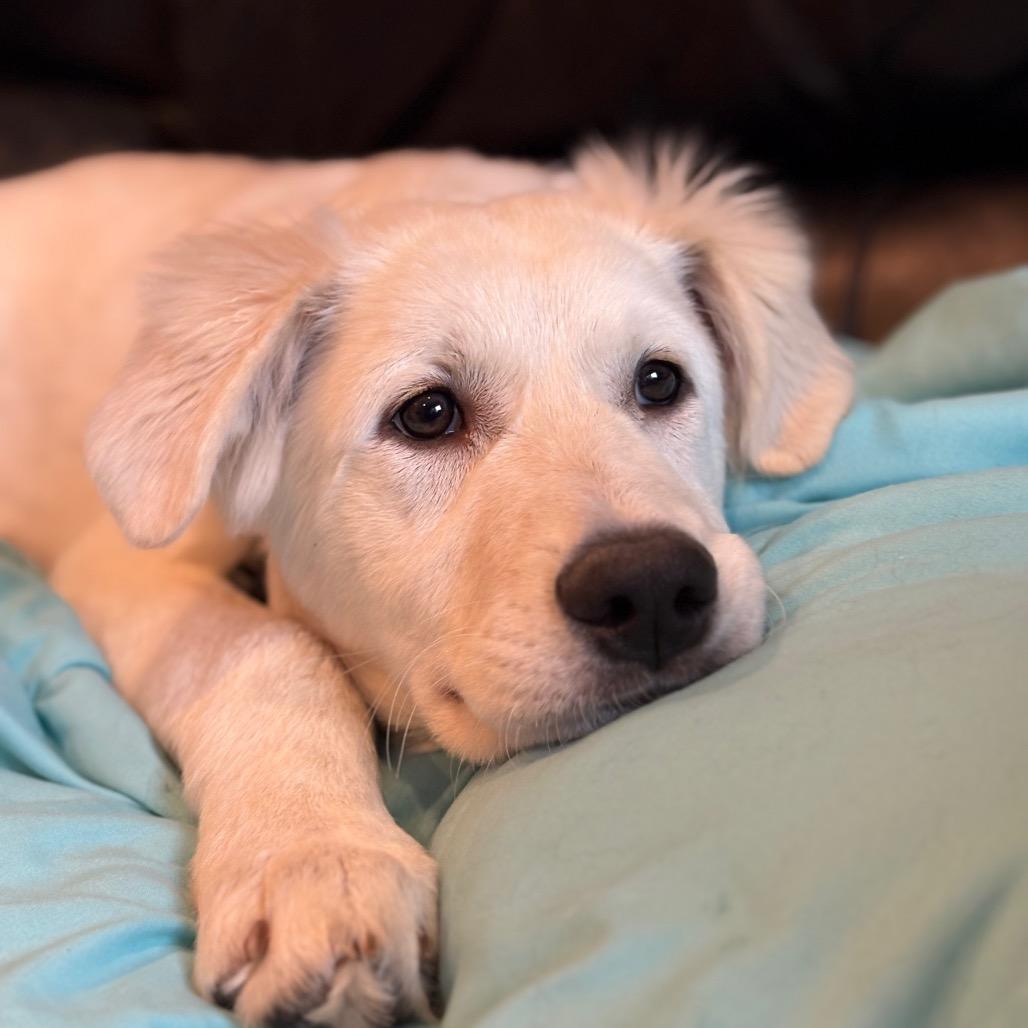 Enlarge Rose, a Adoptable Great Pyrenees in St. Clair, MO image 3/6