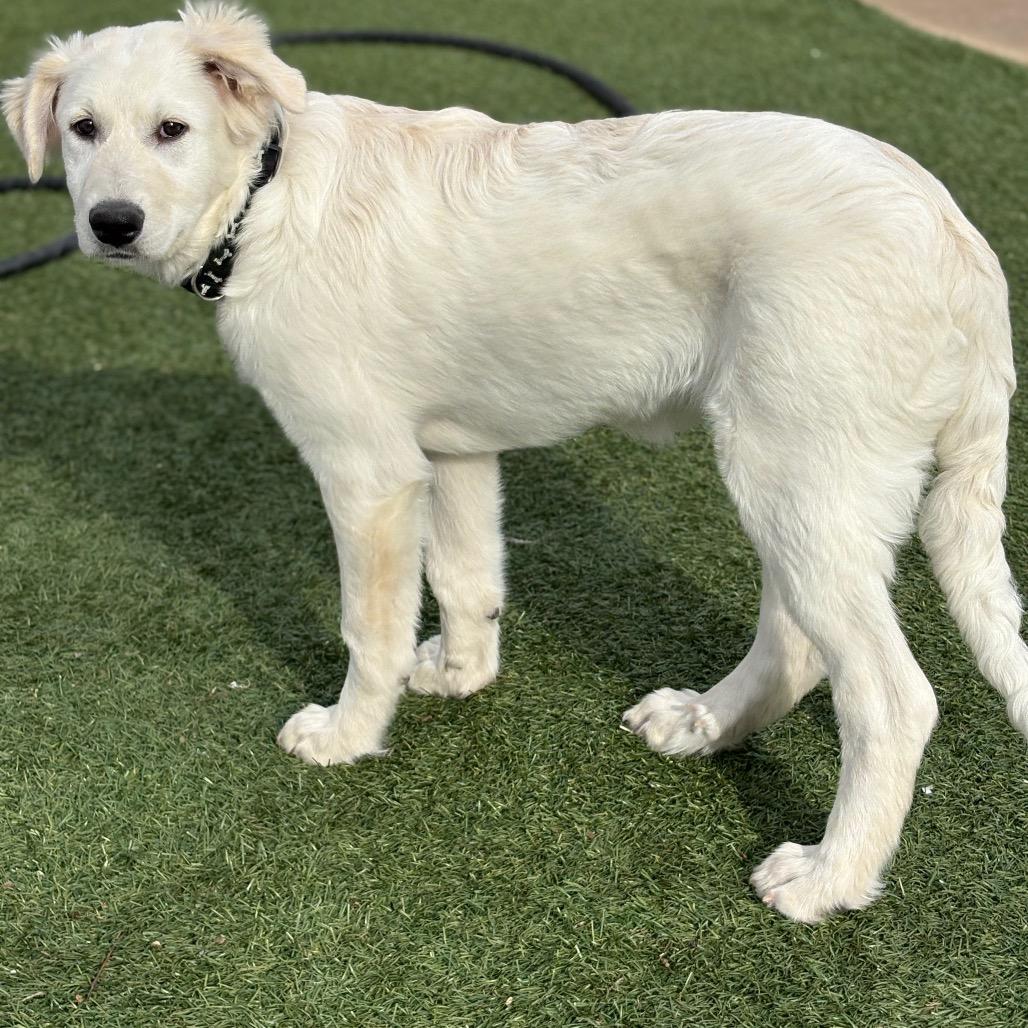 Enlarge Rose, a Adoptable Great Pyrenees in St. Clair, MO image 4/6
