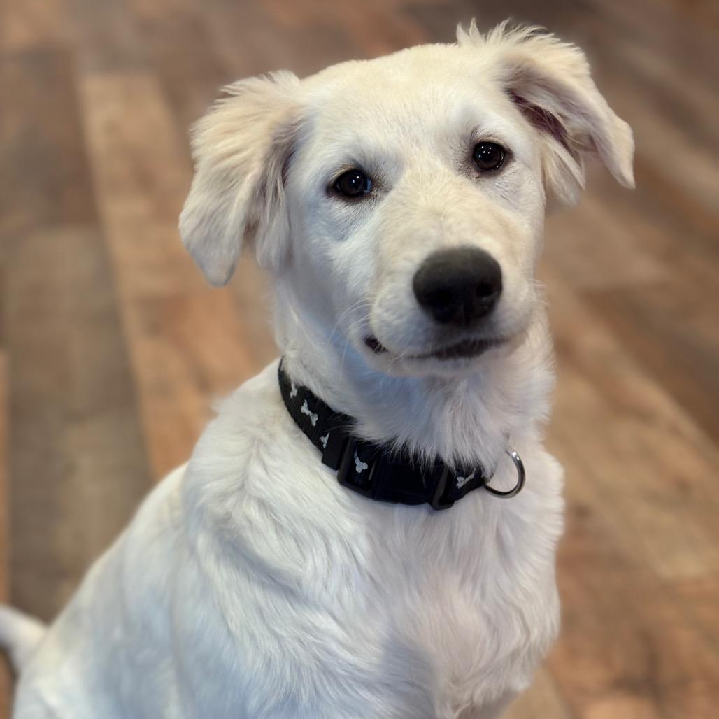 Enlarge Rose, a Adoptable Great Pyrenees in St. Clair, MO image 5/6