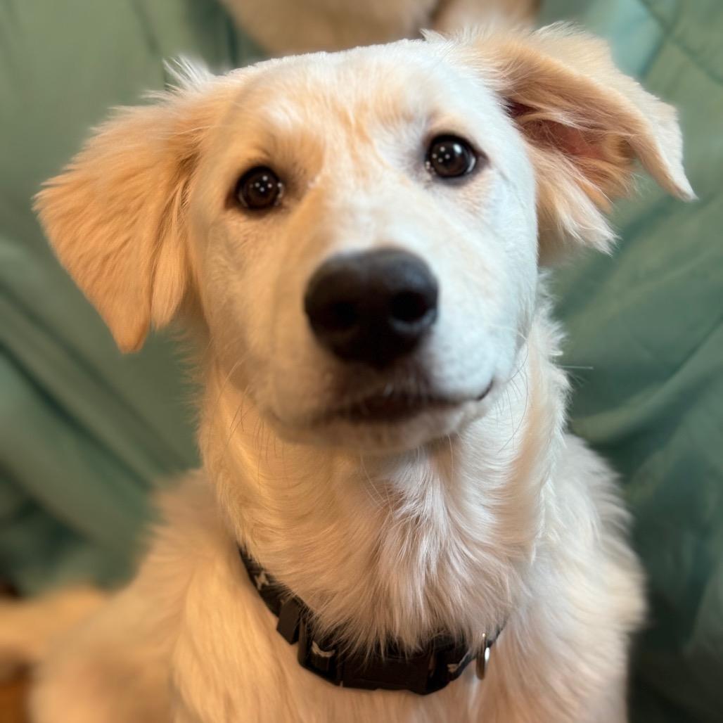 Enlarge Rose, a Adoptable Great Pyrenees in St. Clair, MO image 6/6