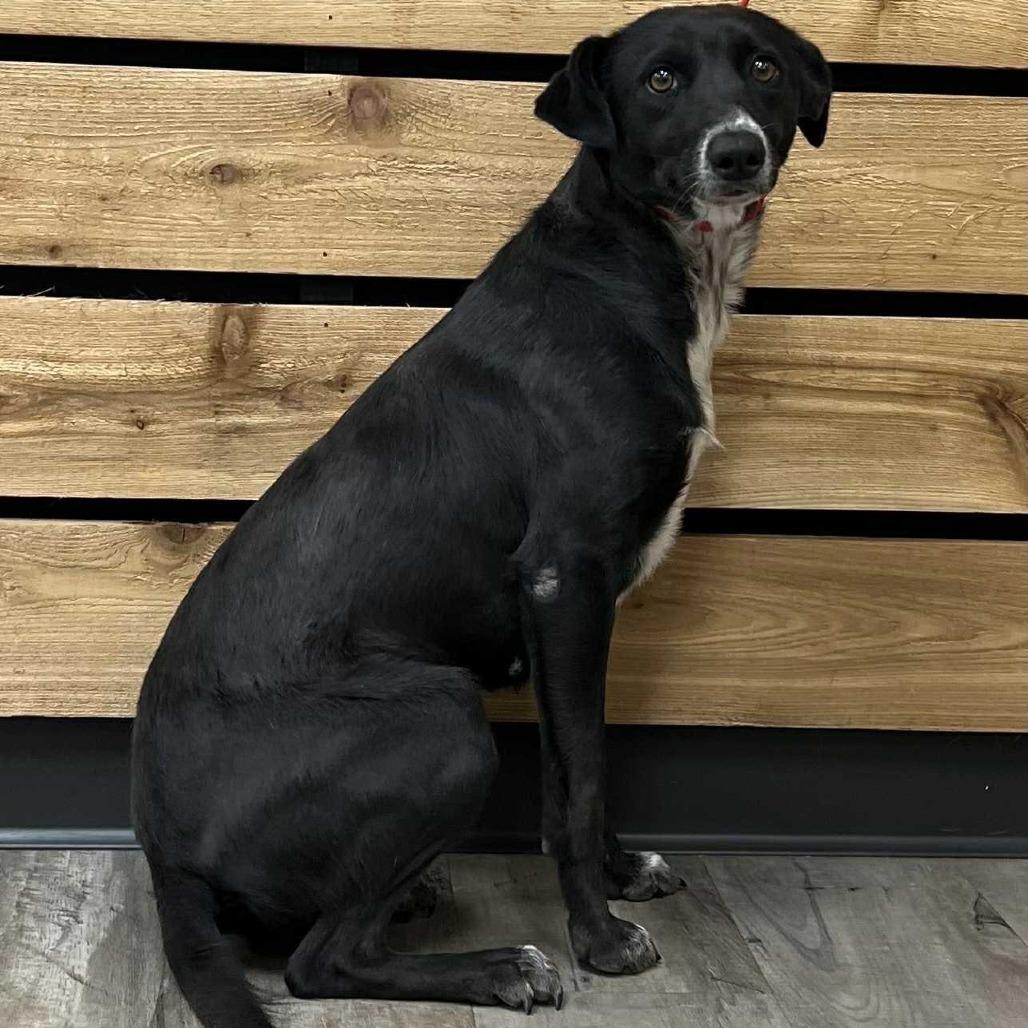 Flo, a Adoptable Border Collie in Wadena, MN image 2/3