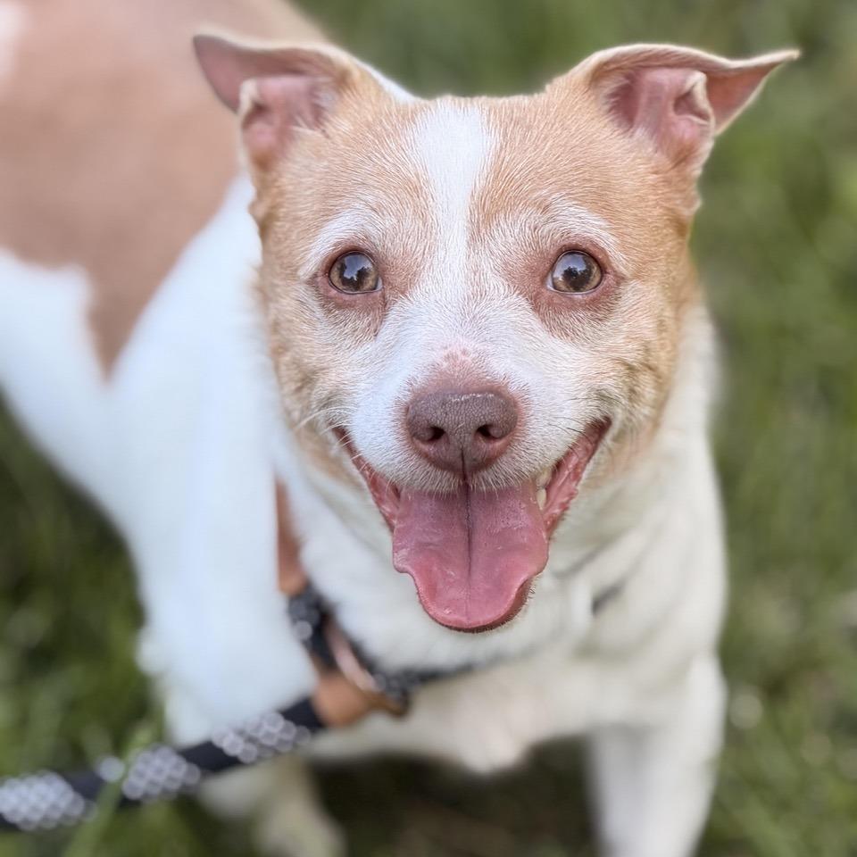Uno, Adoptable, Adult Male Chihuahua & Jack Russell Terrier.