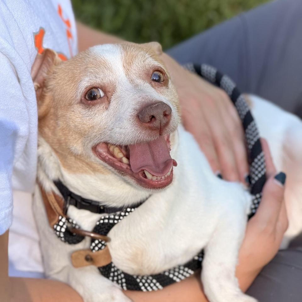 Uno, a Adoptable mixed breed in Sparta, NJ image 2/6