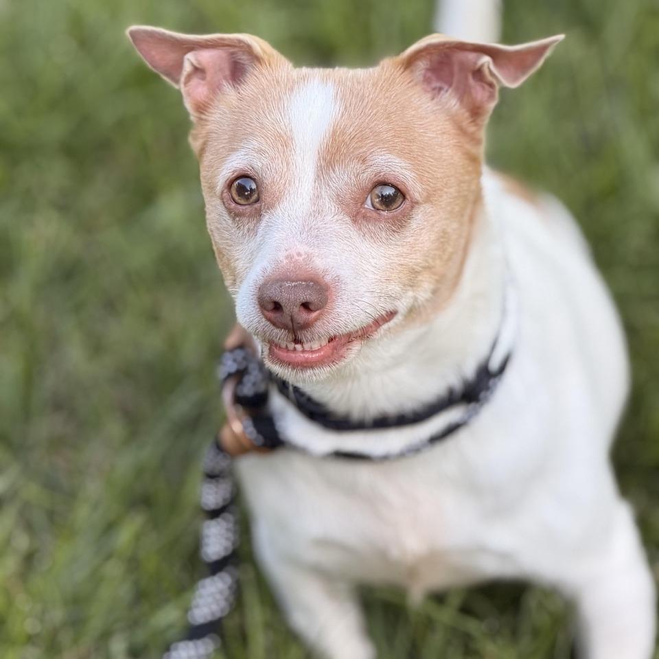 Uno, a Adoptable mixed breed in Sparta, NJ image 3/6