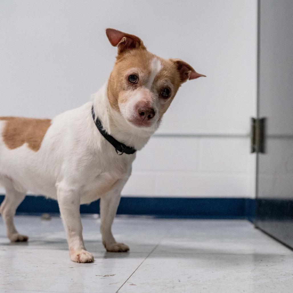 Uno, a Adoptable mixed breed in Sparta, NJ image 4/6