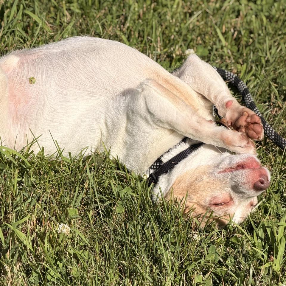 Uno, a Adoptable mixed breed in Sparta, NJ image 5/6