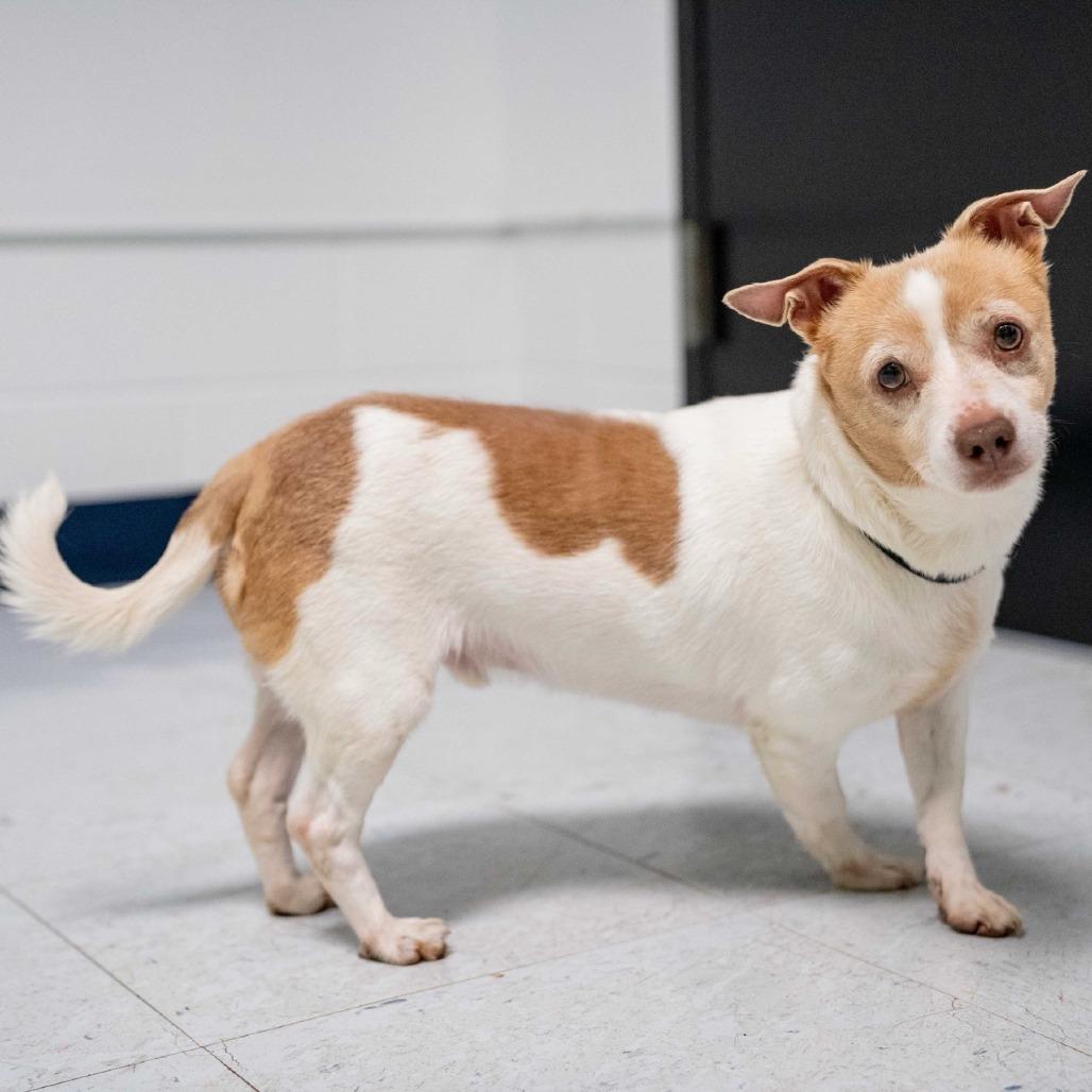 Uno, a Adoptable mixed breed in Sparta, NJ image 6/6