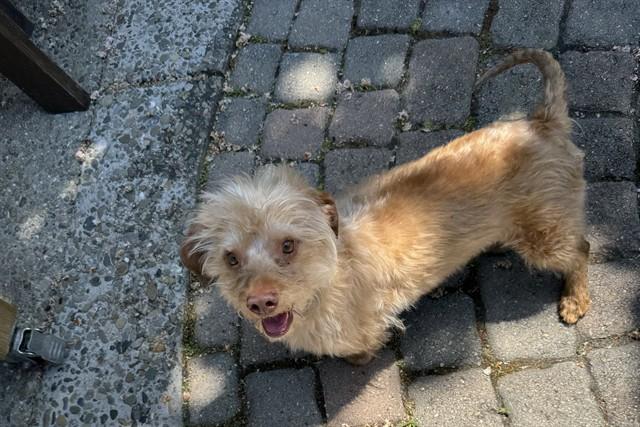 LATTE, Adoptable, Adult Male Terrier.