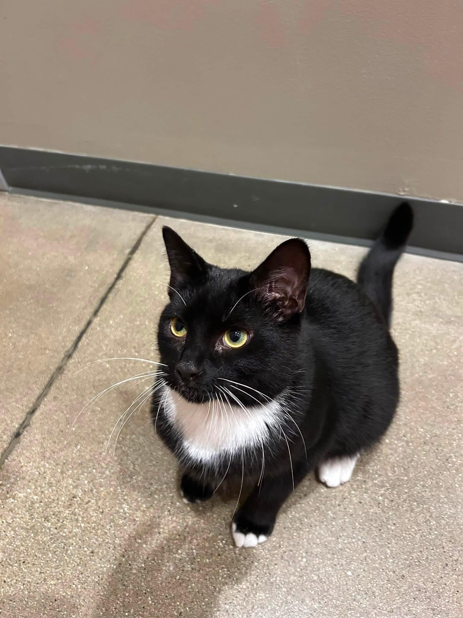 Axl, Adoptable, Adult Male Domestic Short Hair.