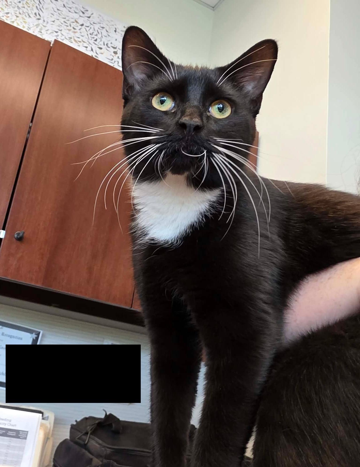 Enlarge Axl, a Adoptable mixed breed in Chicago, IL image 2/6