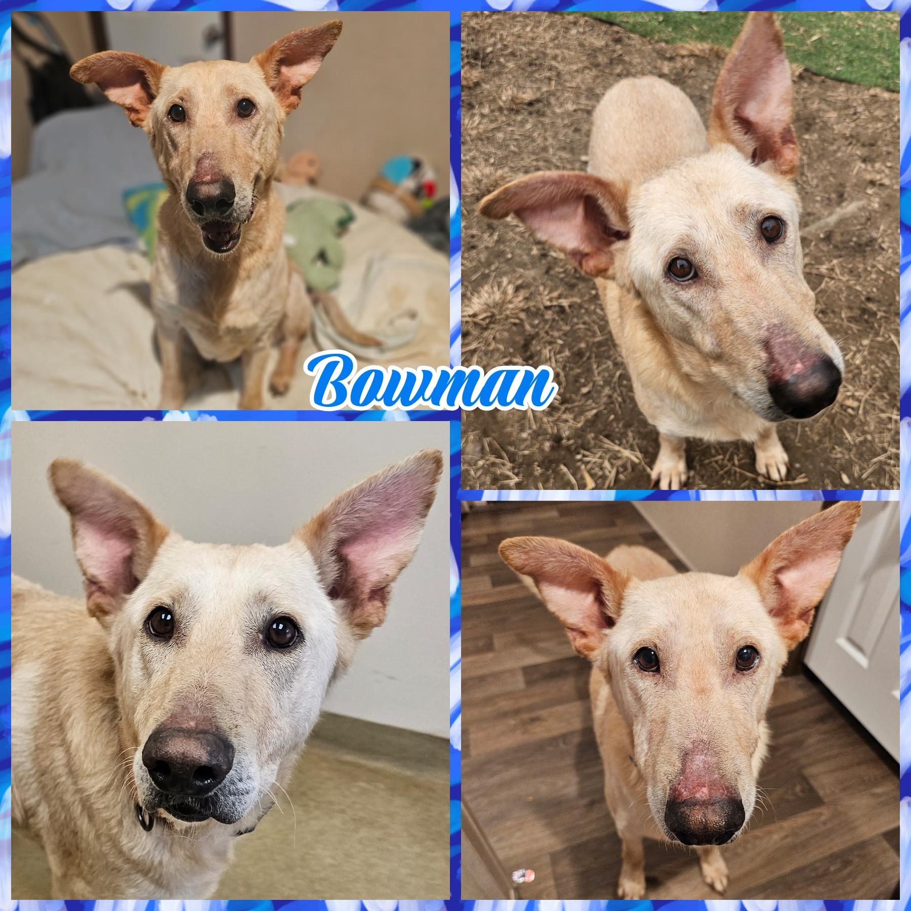 Enlarge Bowman , a ADOPTABLE German Shepherd Dog in Blacksburg, SC image 1/1