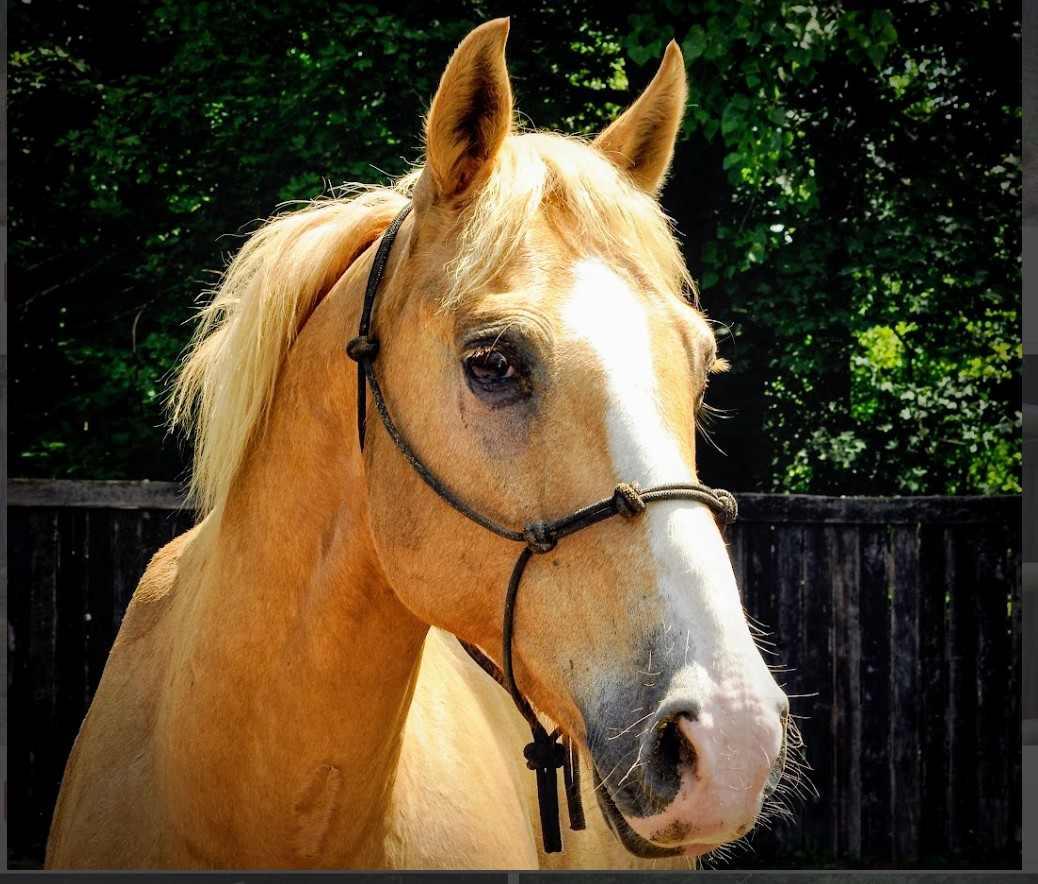 Sovereign- ATFO 2025 Diamond Division, Adult Female Quarterhorse