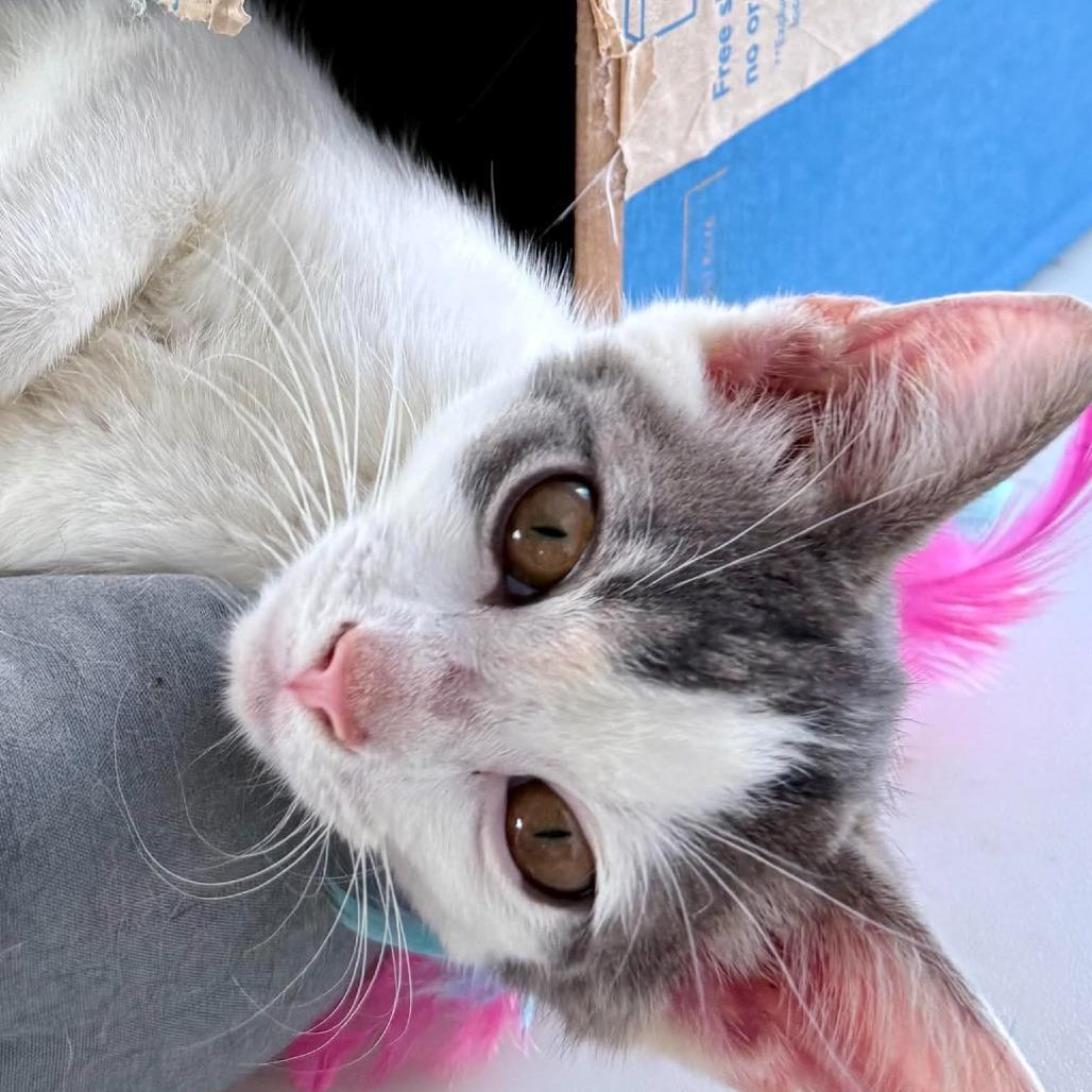 Enlarge Honey, a Adoptable Domestic Short Hair in Marion, IL image 1/1
