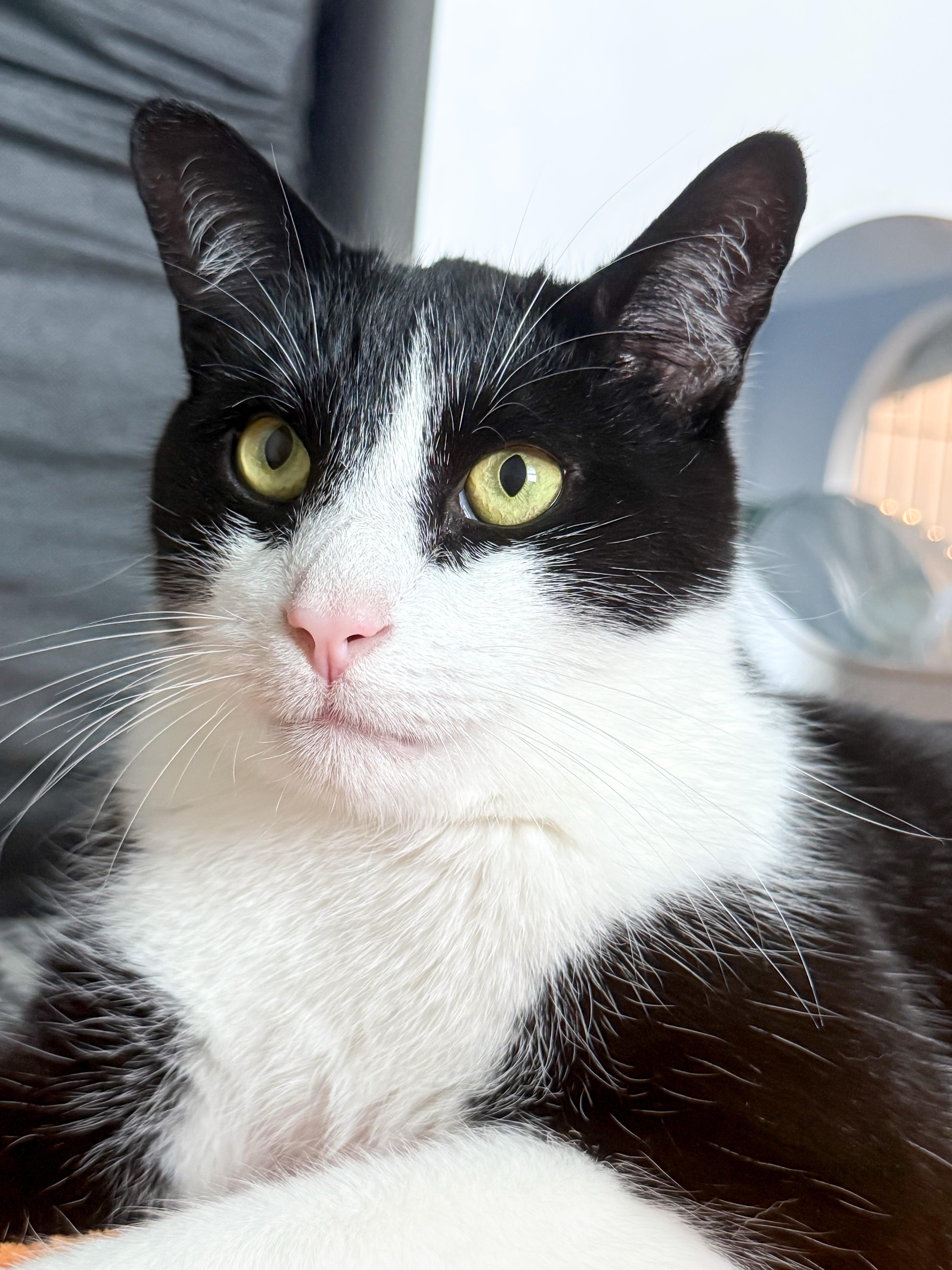 Buddy, a Adoptable Domestic Short Hair in Providence Forge, VA image 4/6