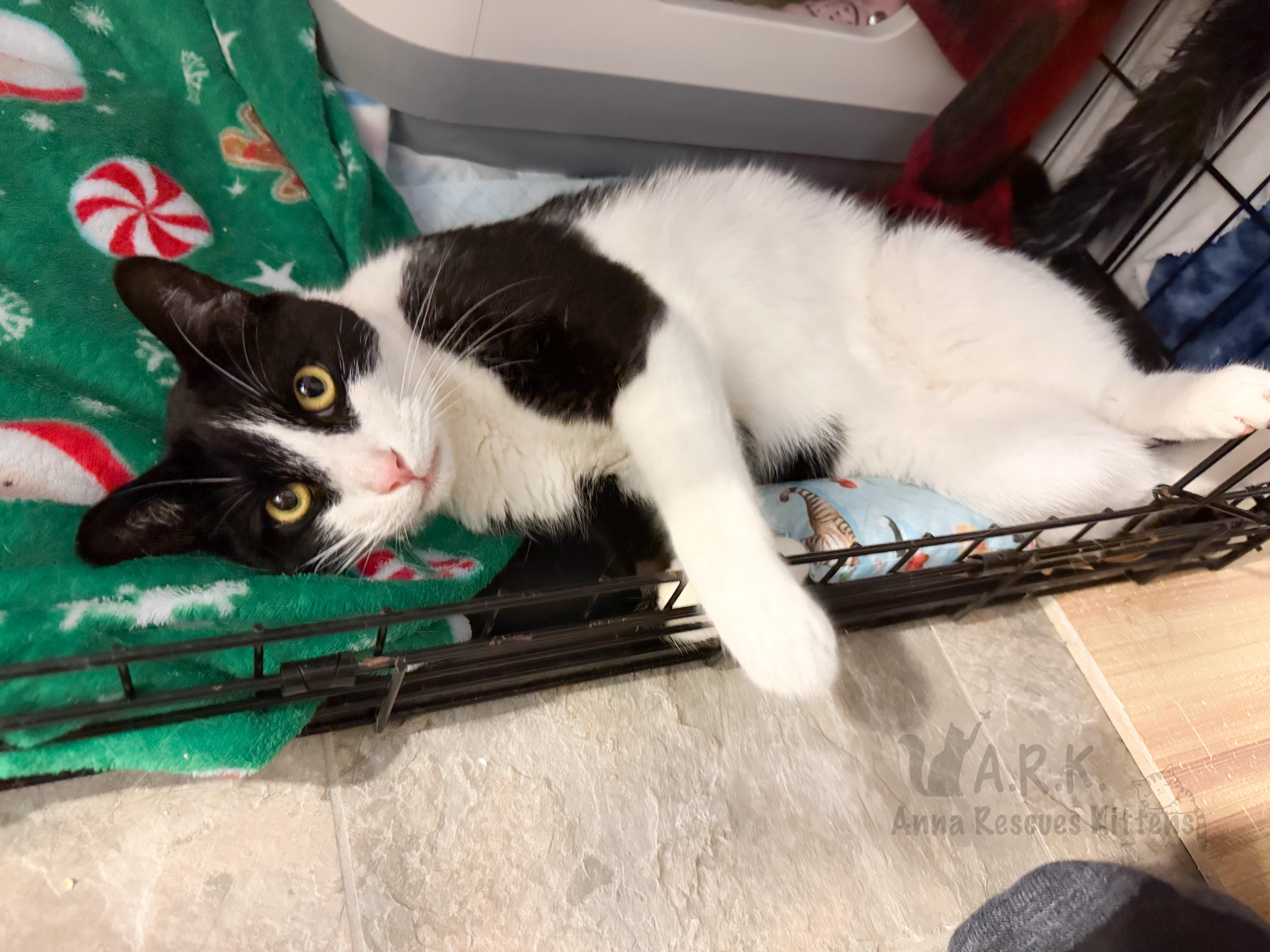Buddy, a Adoptable Domestic Short Hair in Providence Forge, VA image 5/6