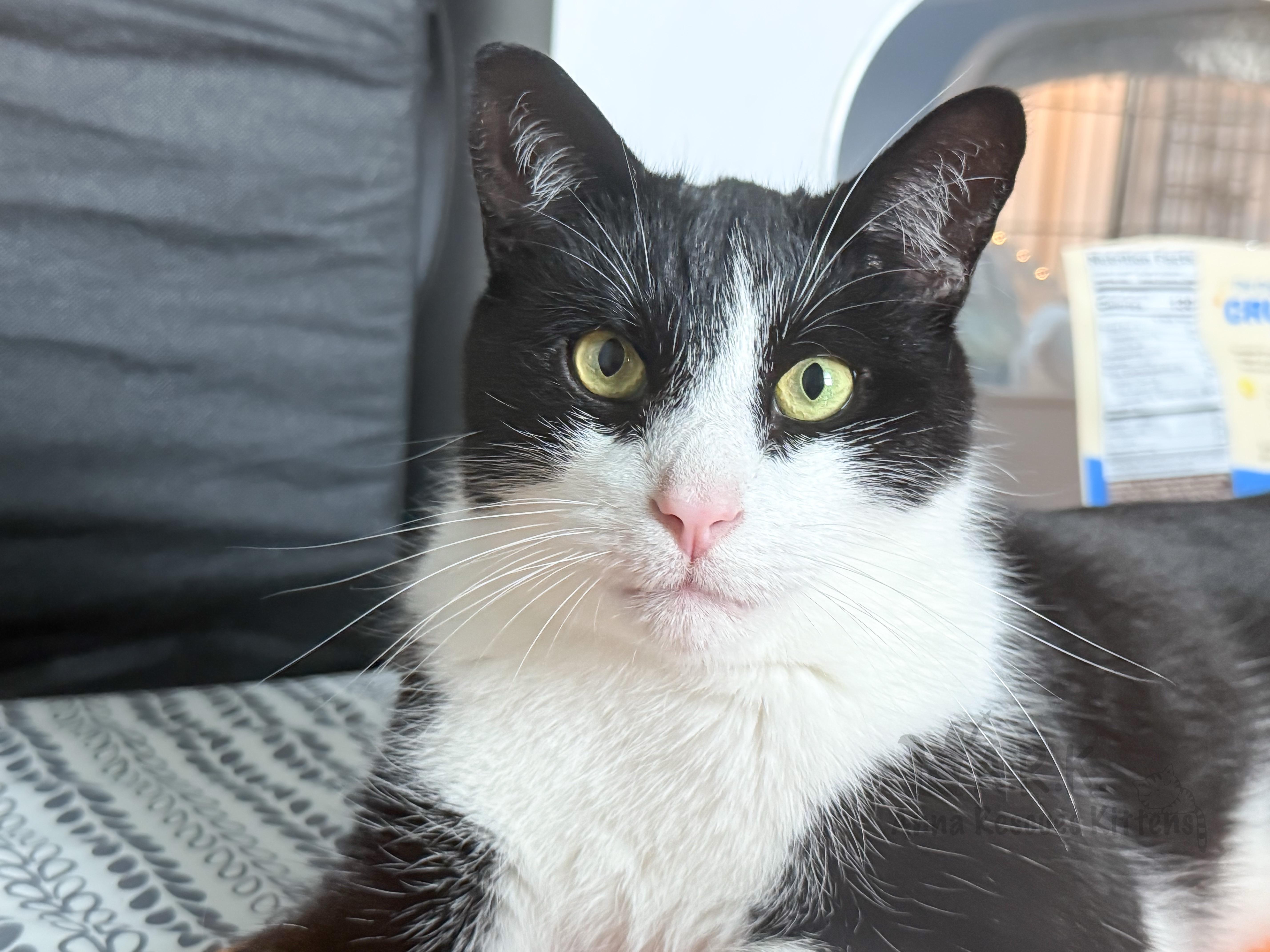 Buddy, a Adoptable Domestic Short Hair in Providence Forge, VA image 3/6