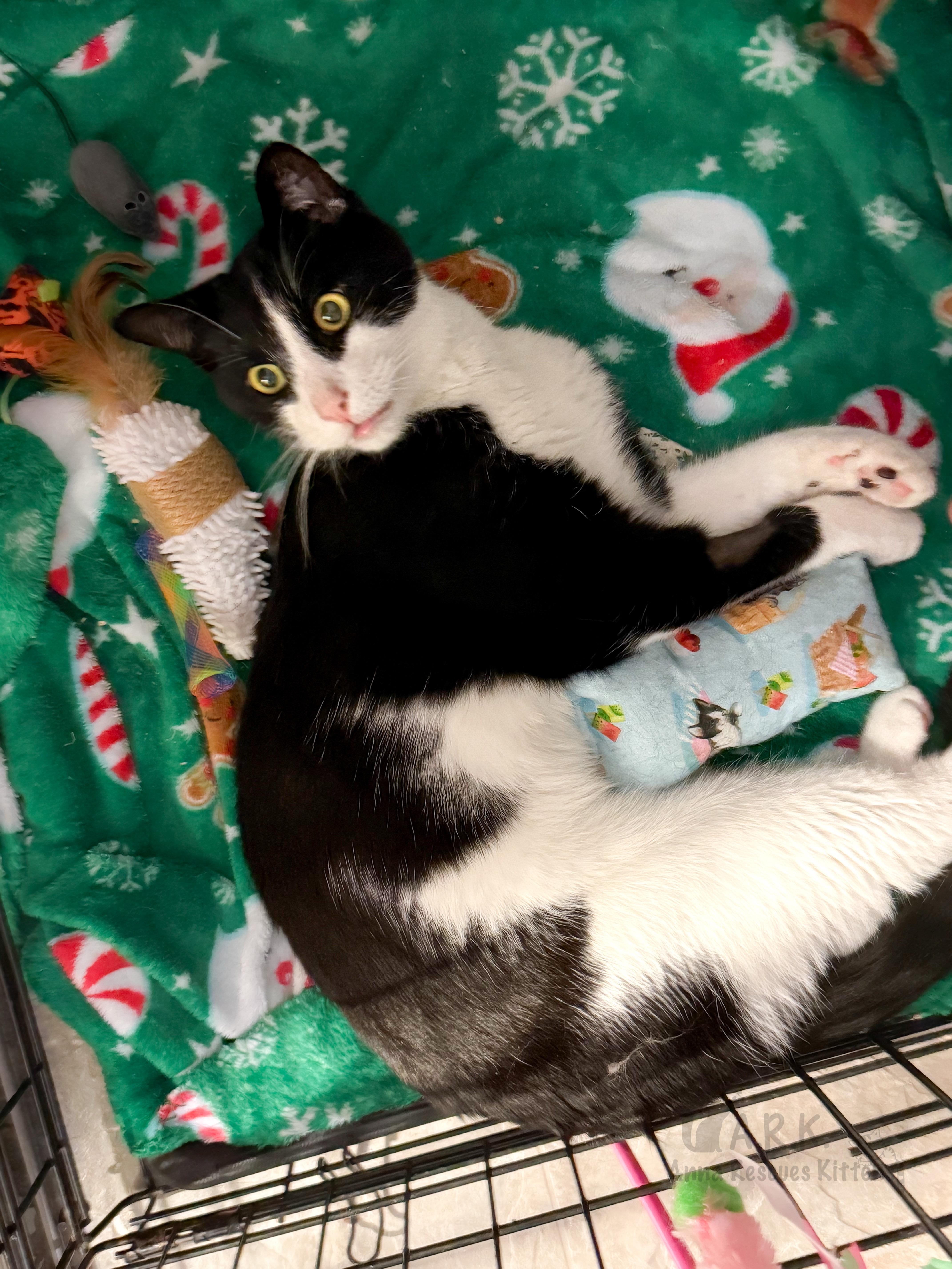 Buddy, a Adoptable Domestic Short Hair in Providence Forge, VA image 6/6