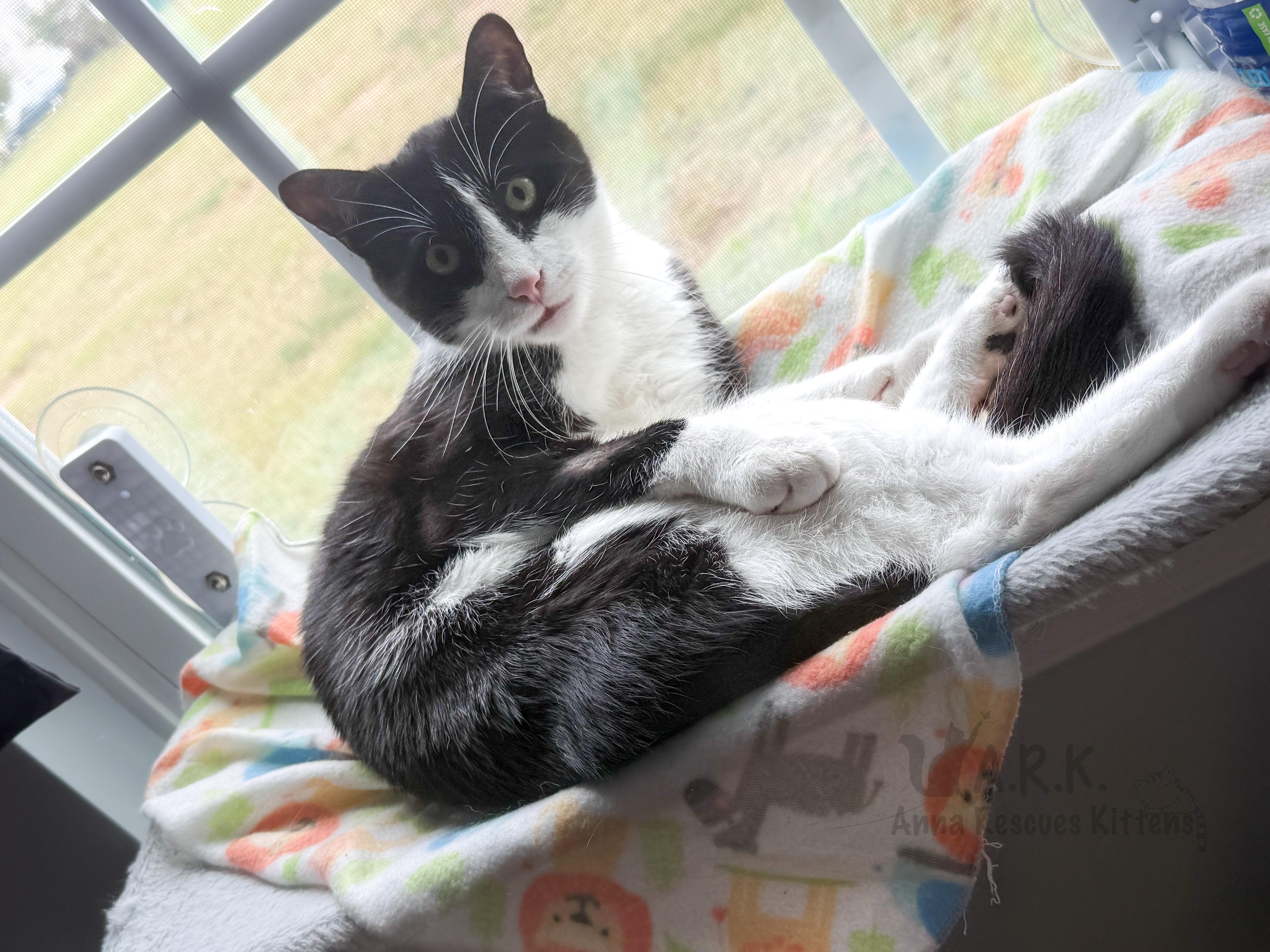 Buddy, a Adoptable Domestic Short Hair in Providence Forge, VA image 2/6