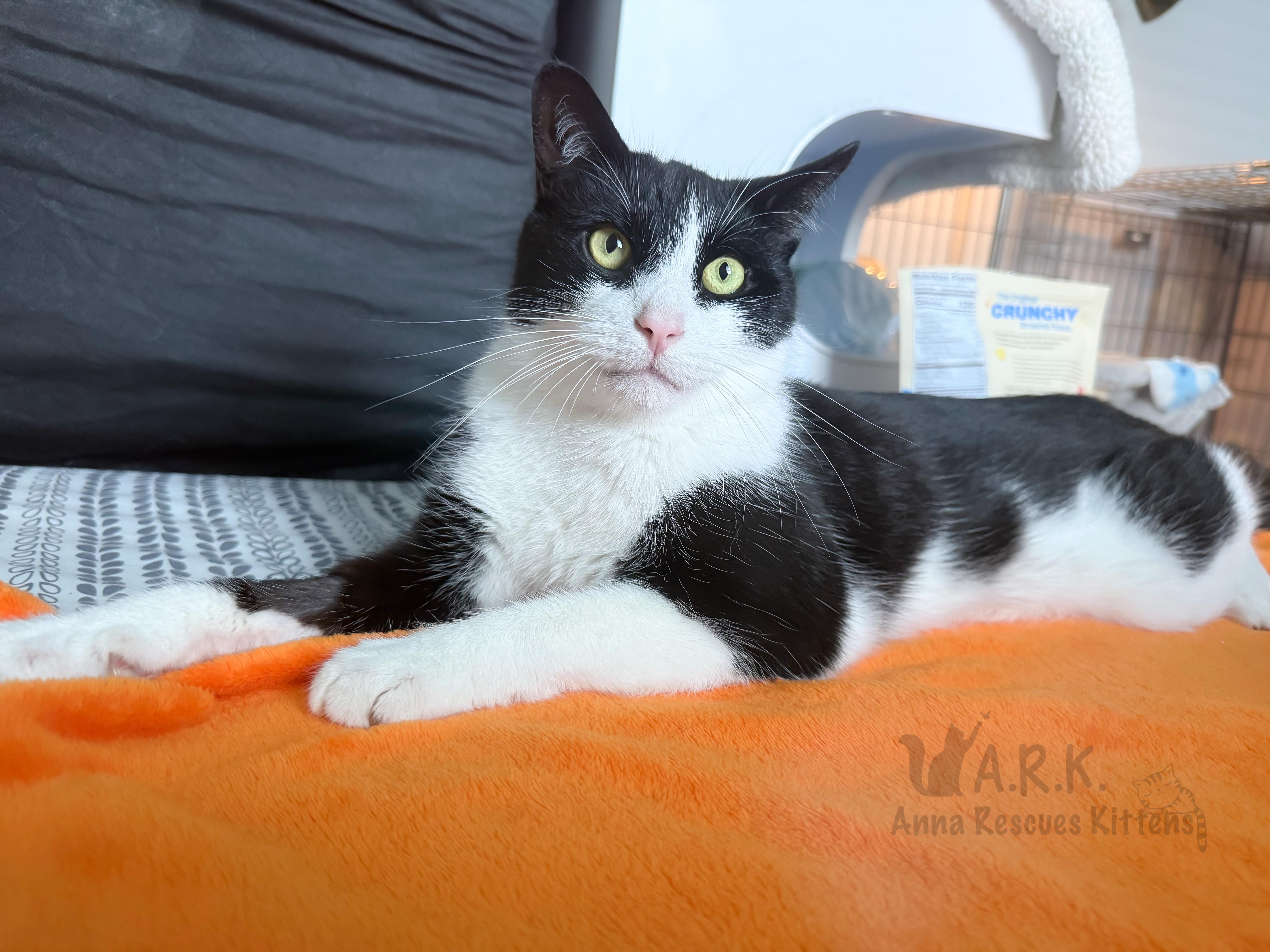 Buddy, a Adoptable Domestic Short Hair in Providence Forge, VA image 1/6