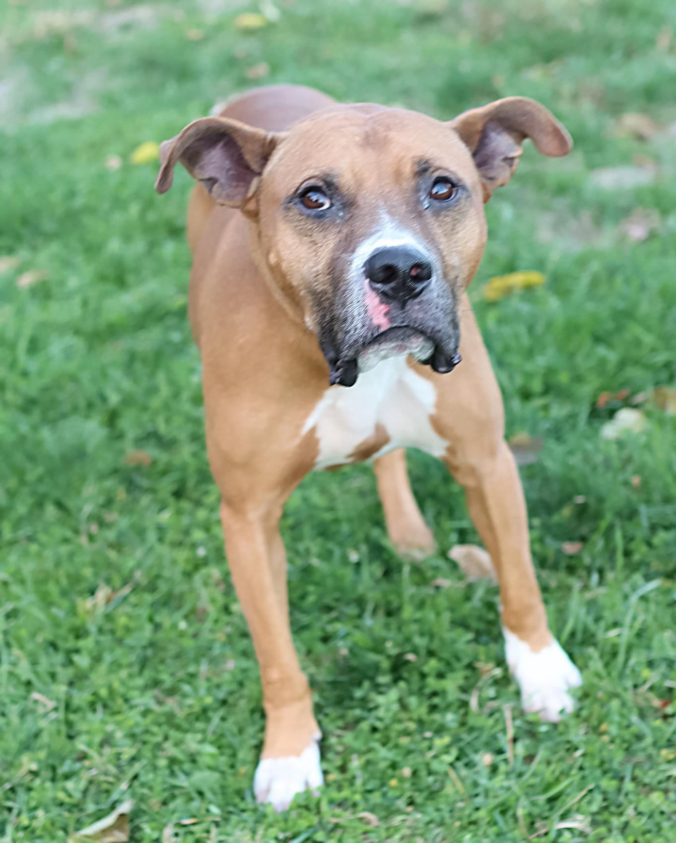 Edwin, Adoptable, Adult Male Boxer.