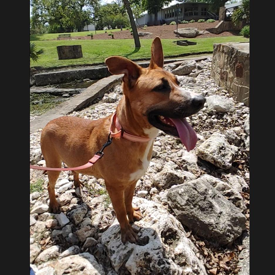 Tawny — thumbnail 4