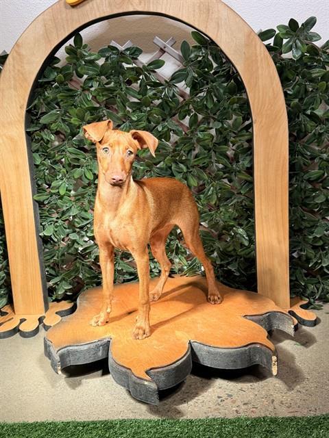 RED, Adoptable, Young Female Miniature Pinscher.