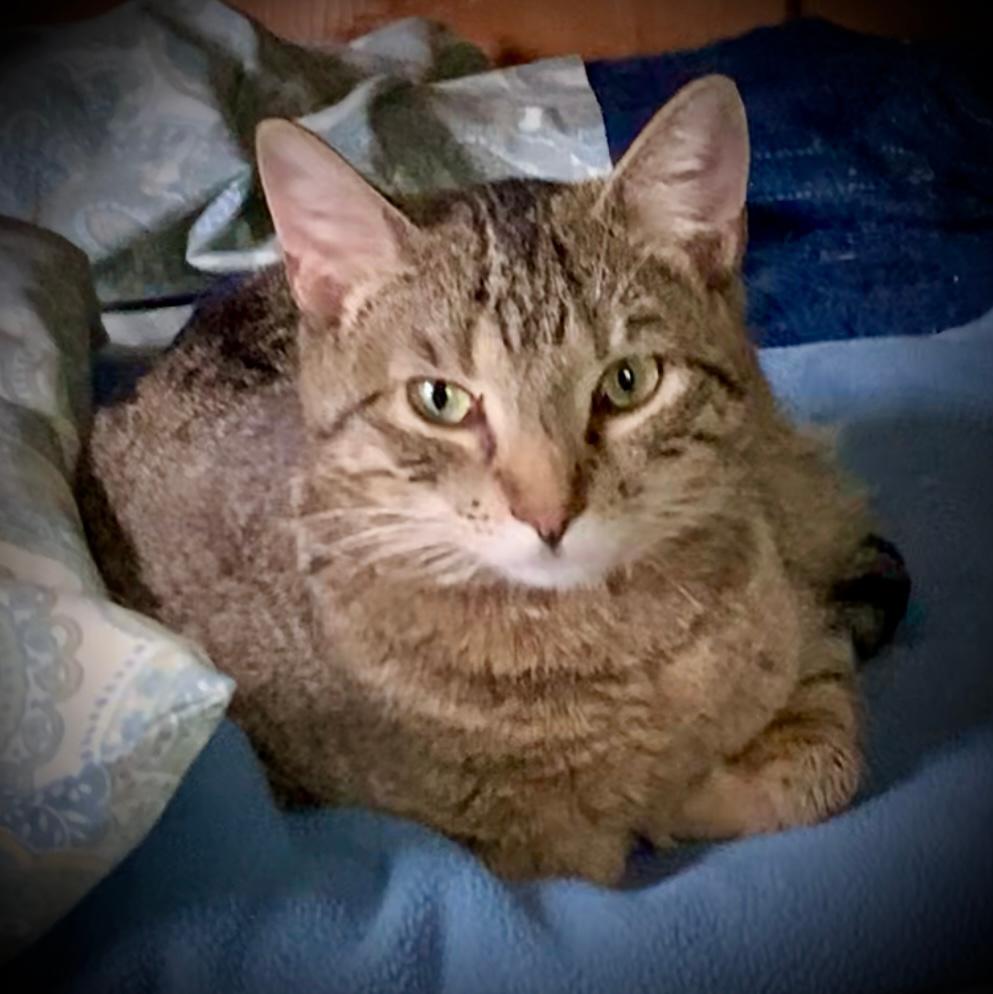 Zera, Adoptable, Young Female Tabby.