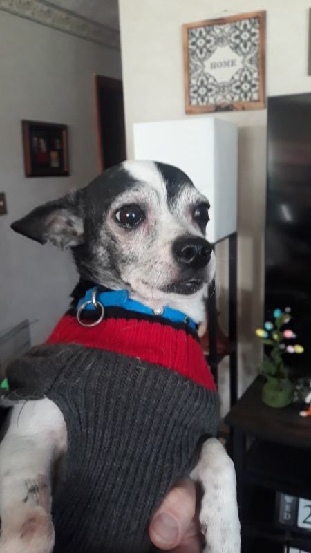 Diego, Adopted, Senior Male Chihuahua.
