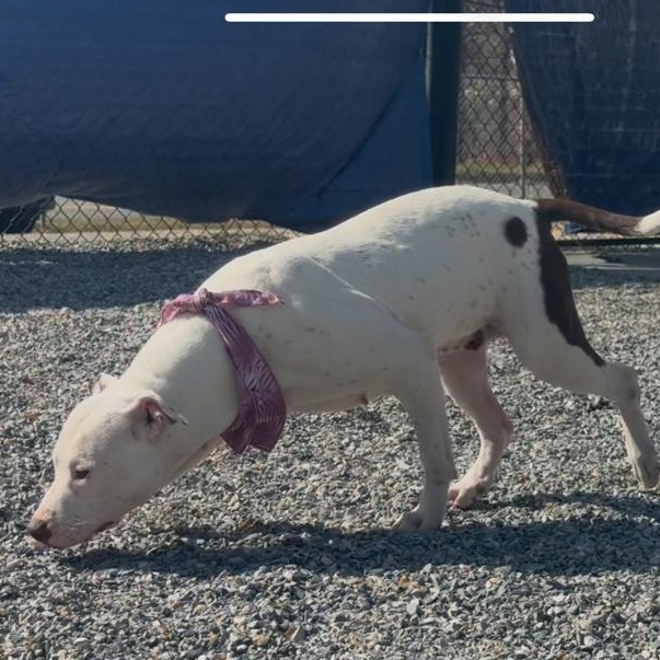 Lemon, Adoptable, Adult Female Pit Bull Terrier.