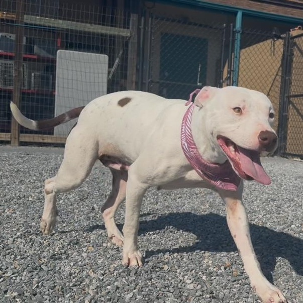 Lemon, a Adoptable Pit Bull Terrier in Marion, NC image 2/3
