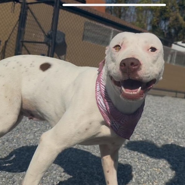 Lemon, a Adoptable Pit Bull Terrier in Marion, NC image 3/3