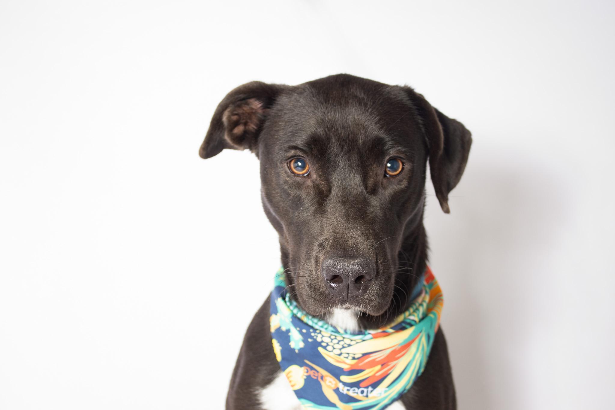 Evelyn, a Adoptable mixed breed in Plaquemine, LA image 1/2