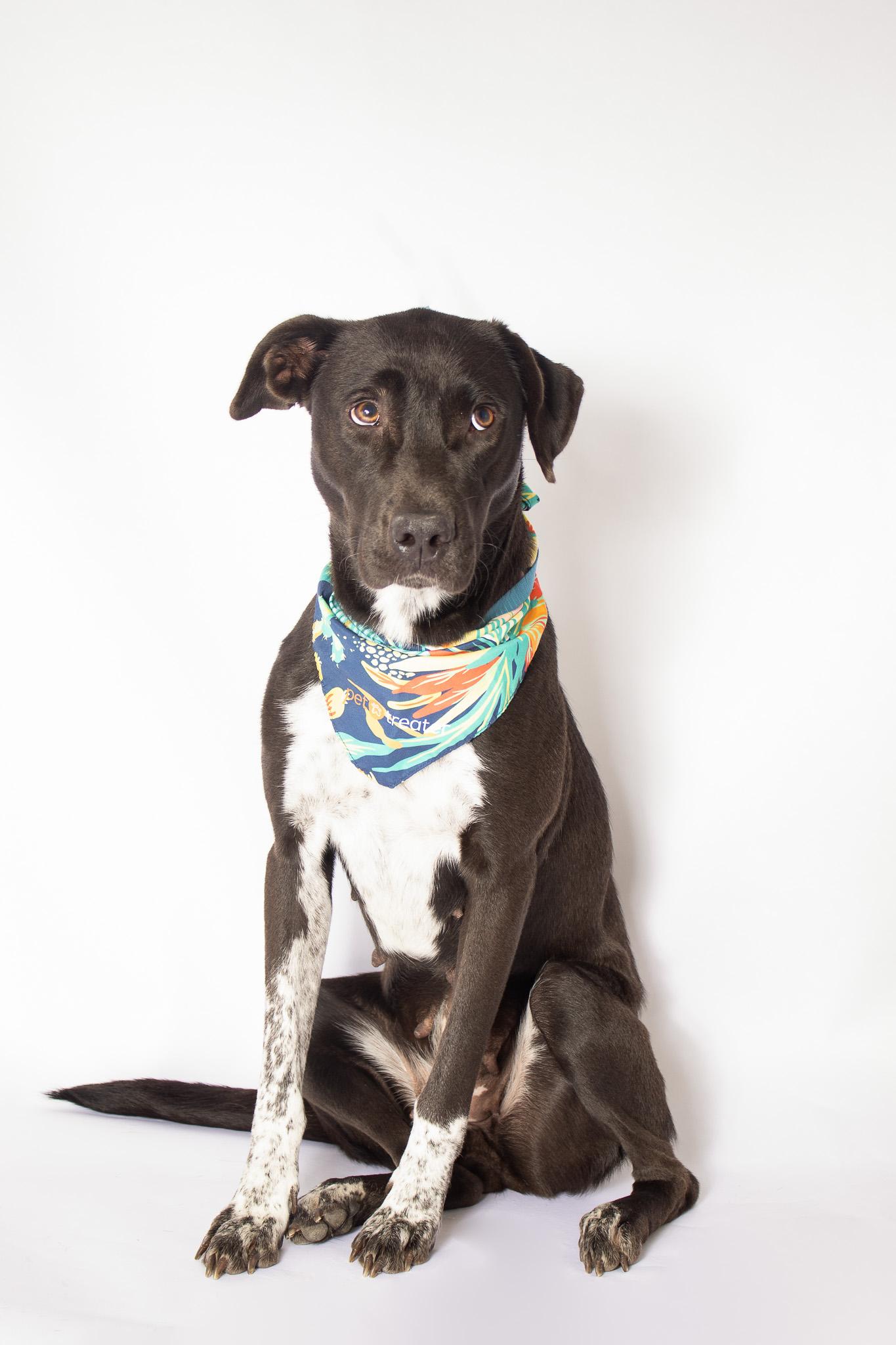 Evelyn, a Adoptable mixed breed in Plaquemine, LA image 2/2