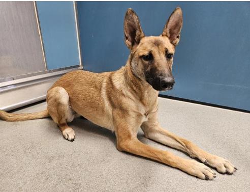 JELLY, a Adoptable mixed breed image 3/3