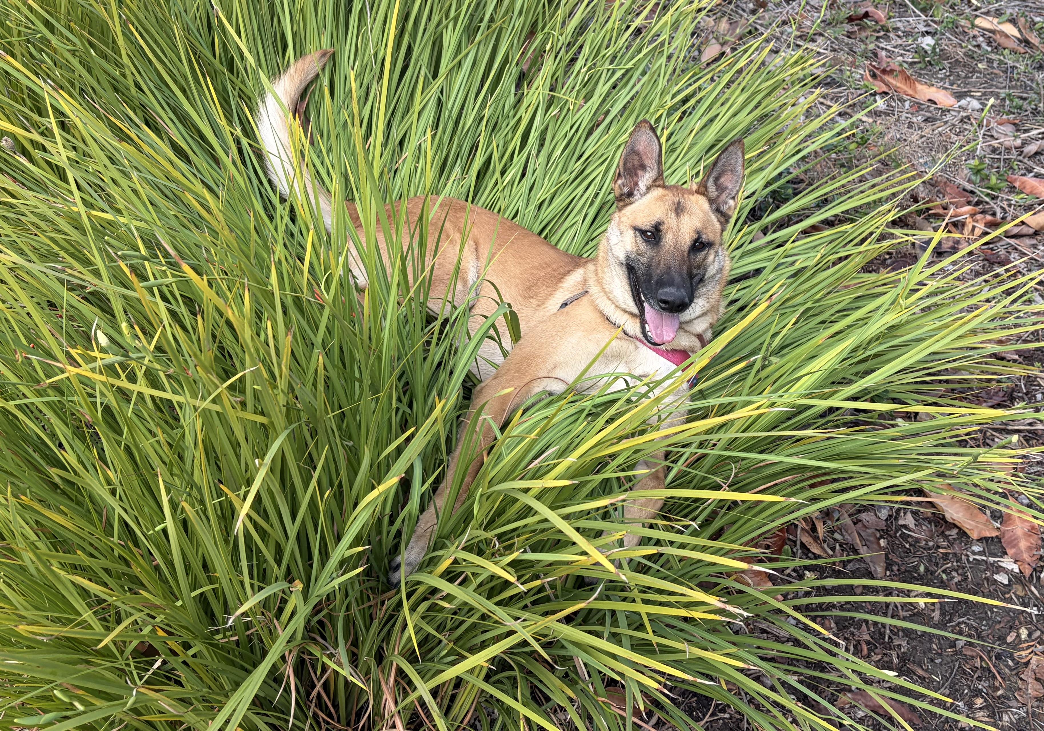 JELLY, a Adoptable mixed breed in San Clemente, CA image 2/4