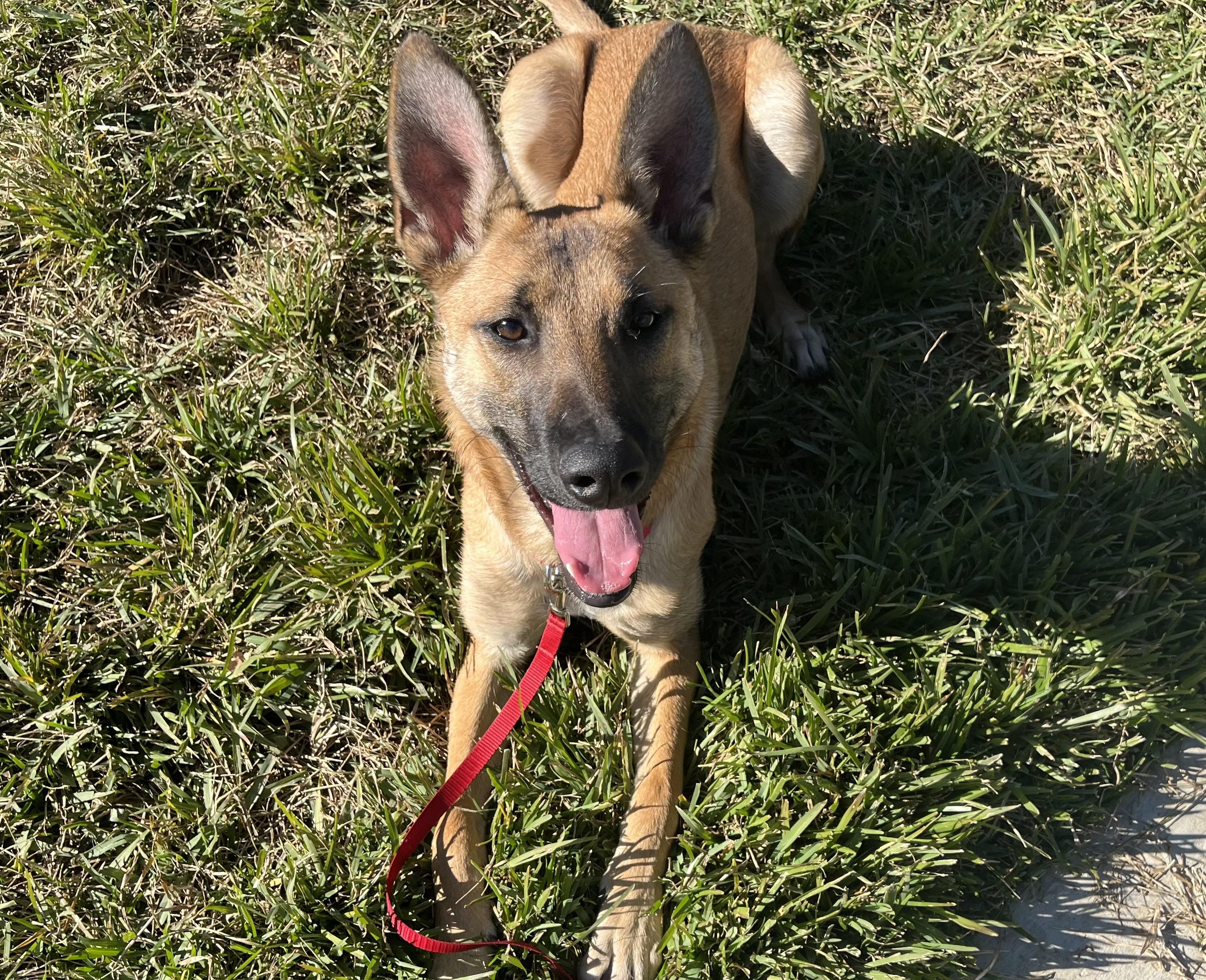 JELLY, a Adoptable mixed breed image 1/3