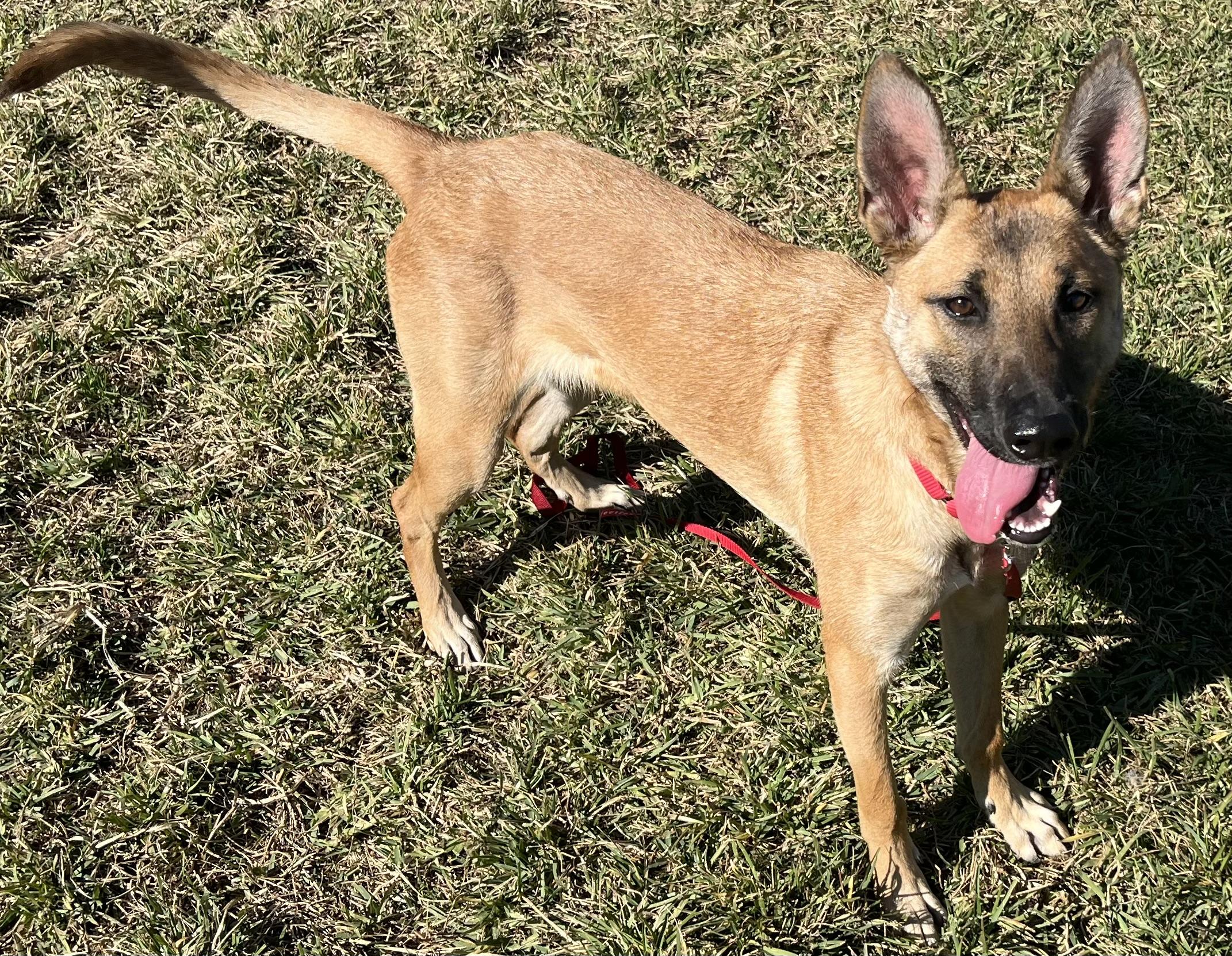 JELLY, a Adoptable mixed breed image 2/3