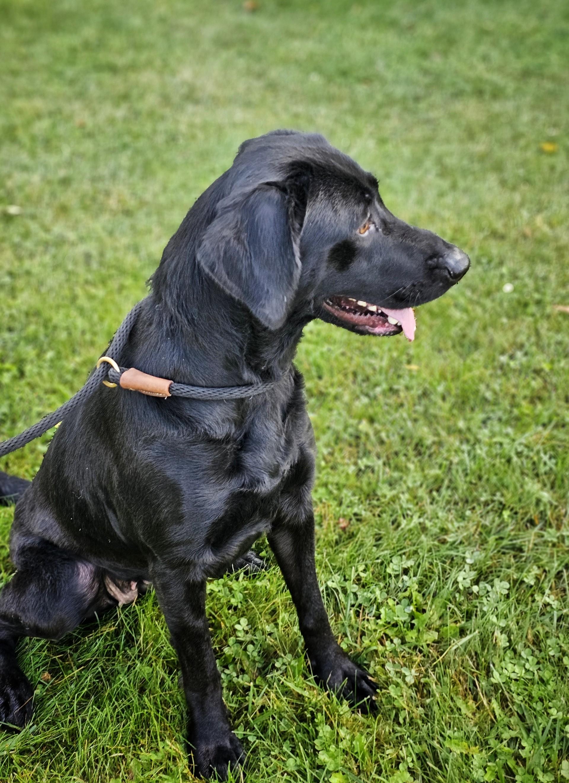 Enlarge Mavis, an adoptable Black Labrador Retriever in Bay City, MI image 2/2