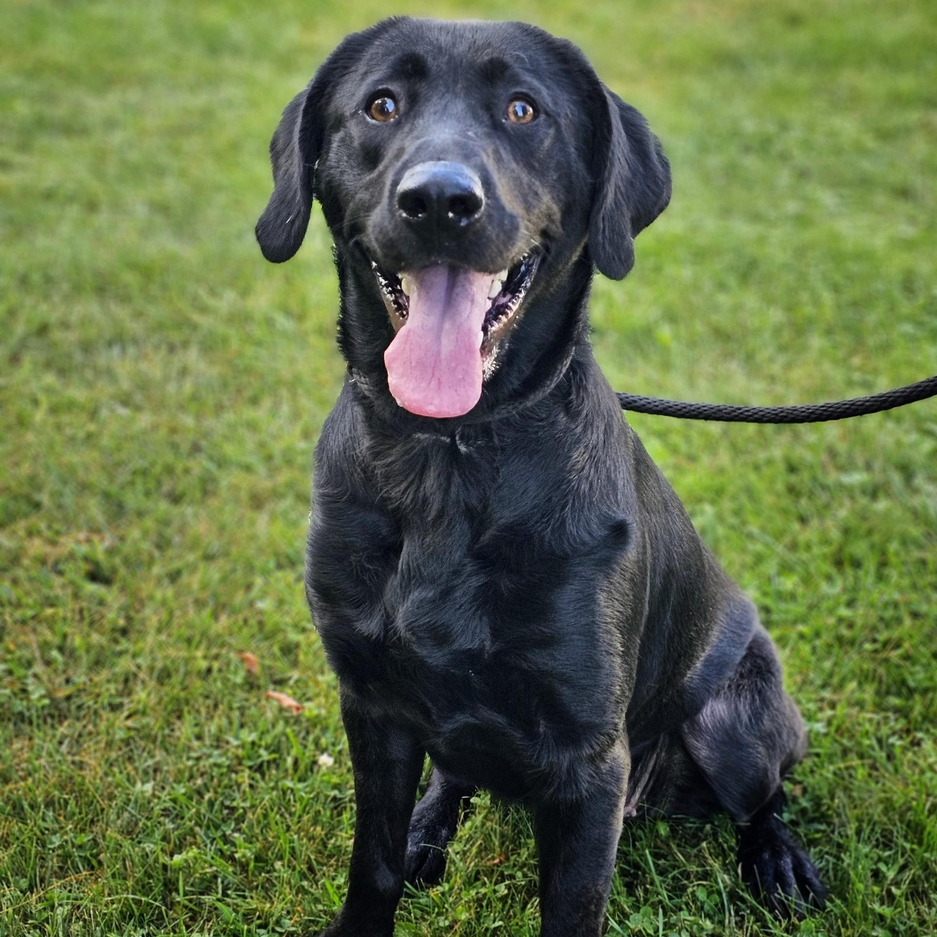 Mavis, adoptable, Adult Female Black Labrador Retriever.