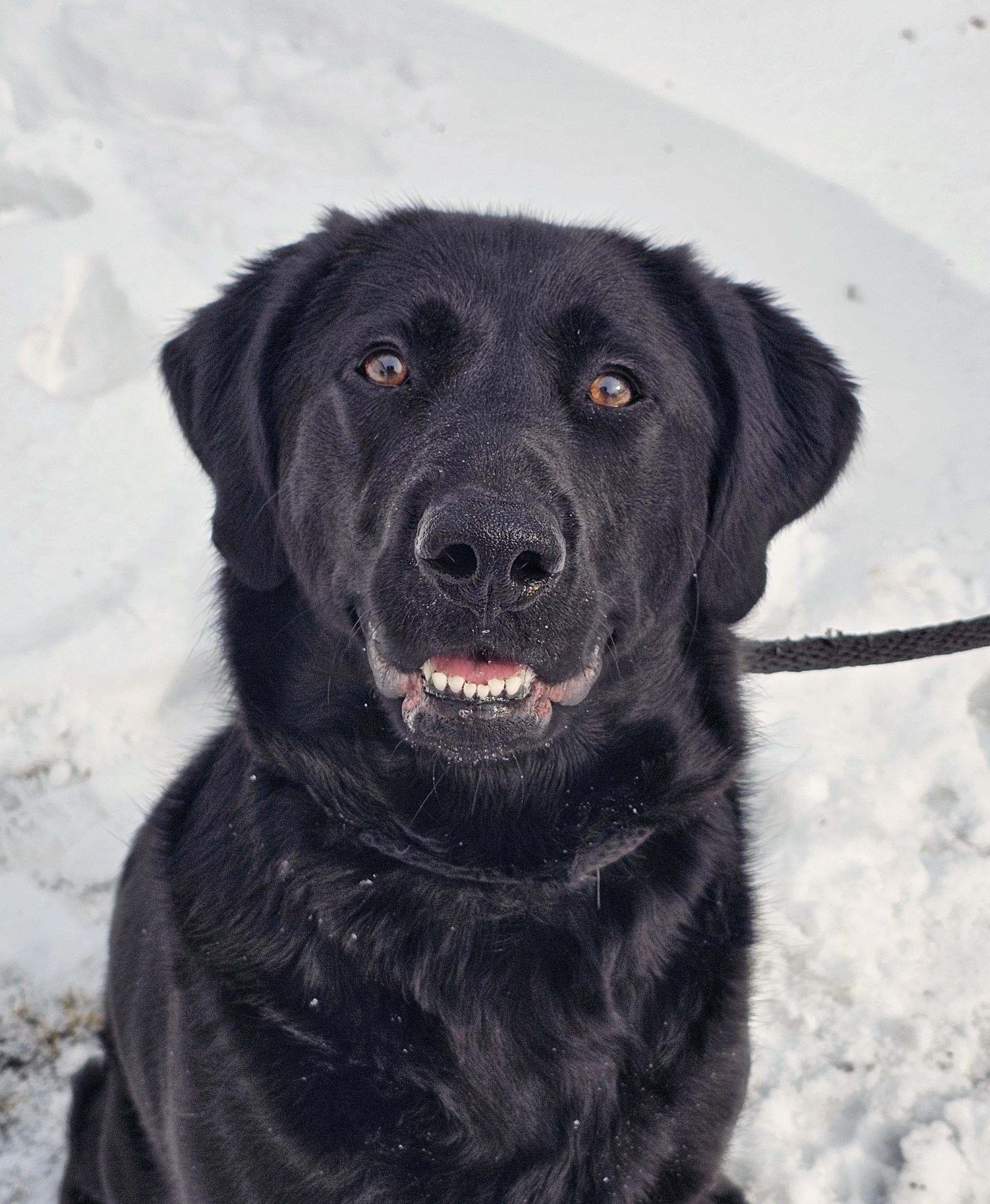 Enlarge Mavis, an adoptable Black Labrador Retriever in Bay City, MI image 1/4