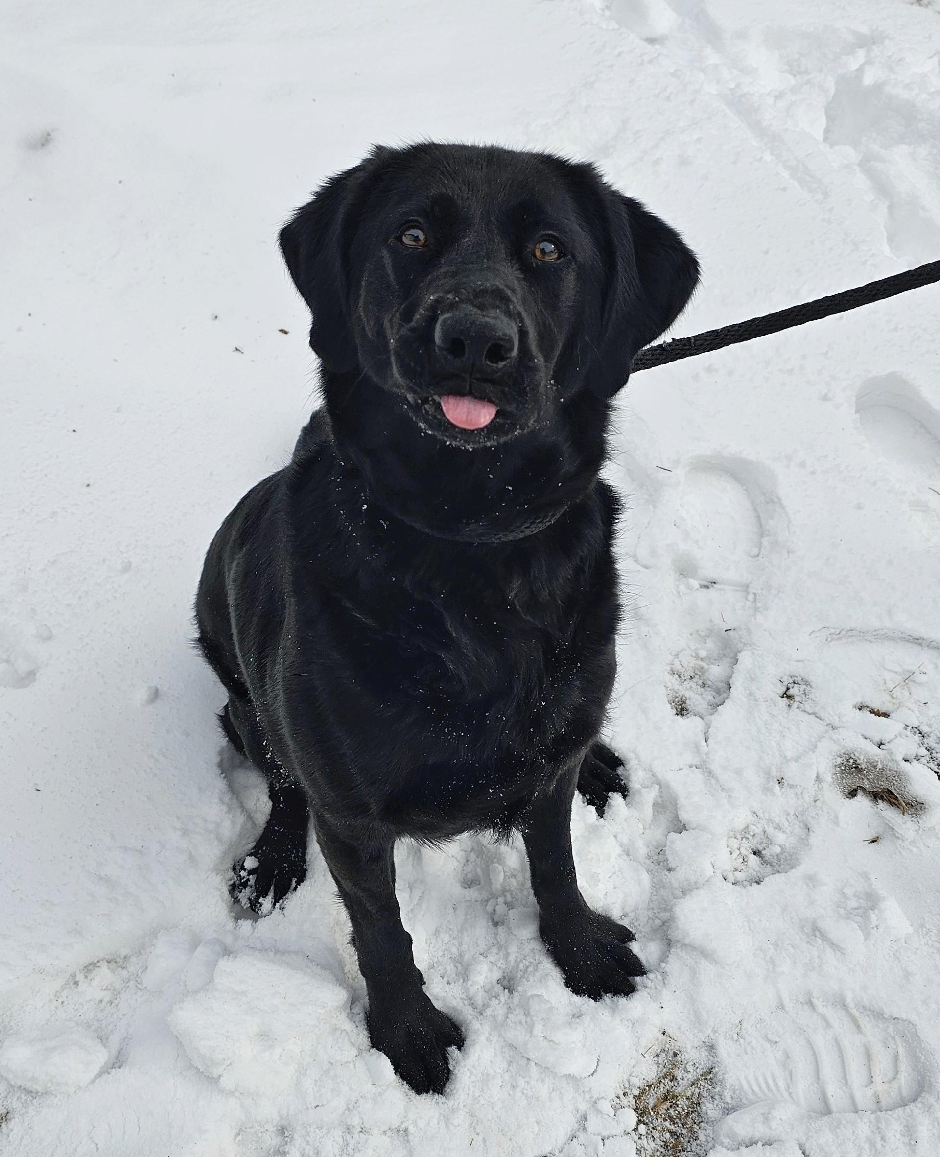 Enlarge Mavis, an adoptable Black Labrador Retriever in Bay City, MI image 2/4