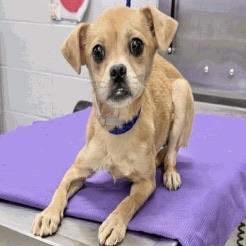 Penny, ADOPTABLE, Young Female Chihuahua & Italian Greyhound.