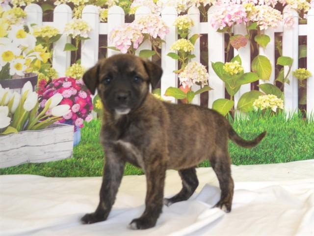 JACKIE, Adoptable, Puppy Female Pit Bull Terrier & Mixed Breed.