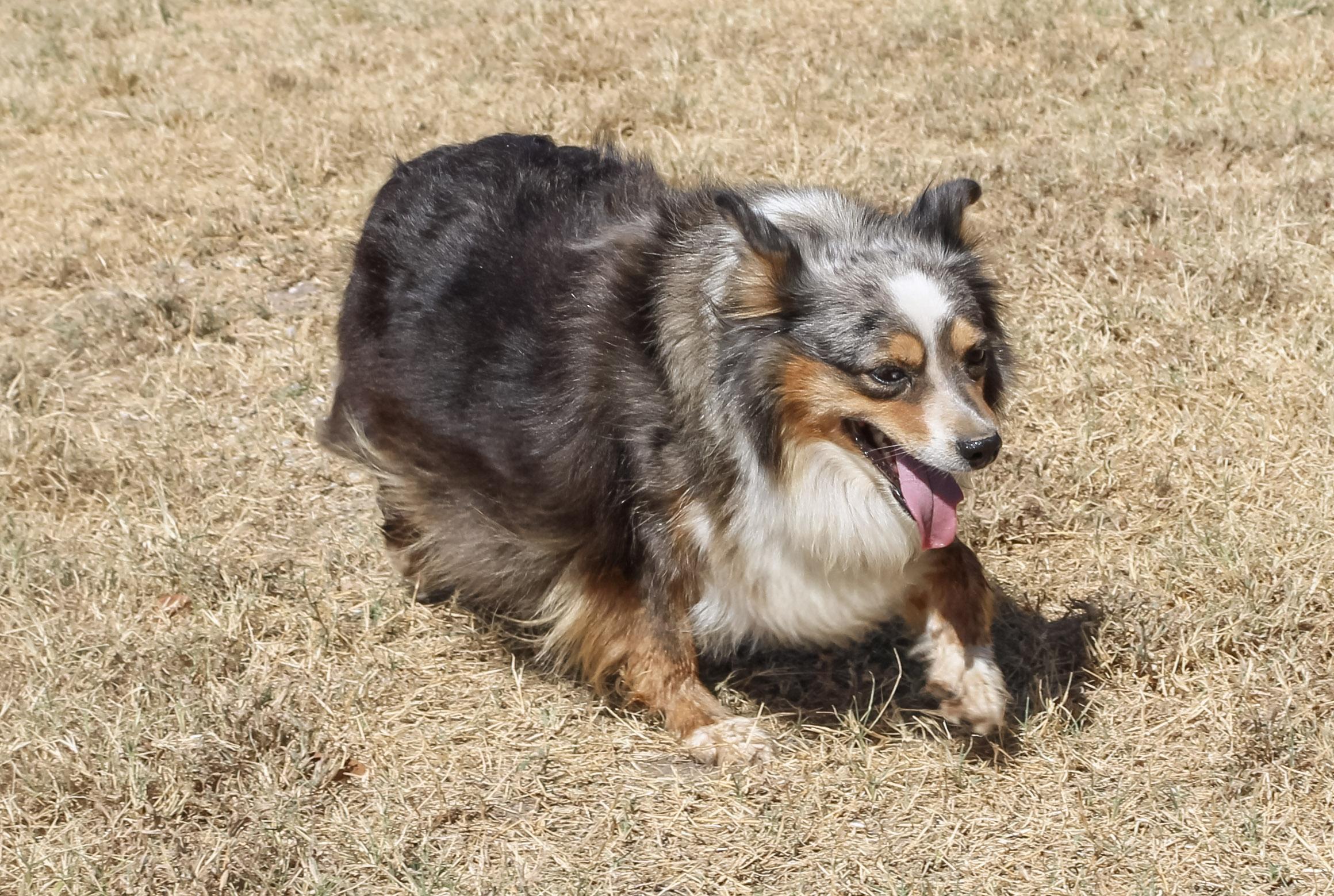 Enlarge Mercedes 2, a Adopted Australian Shepherd in Neosho, MO image 3/3