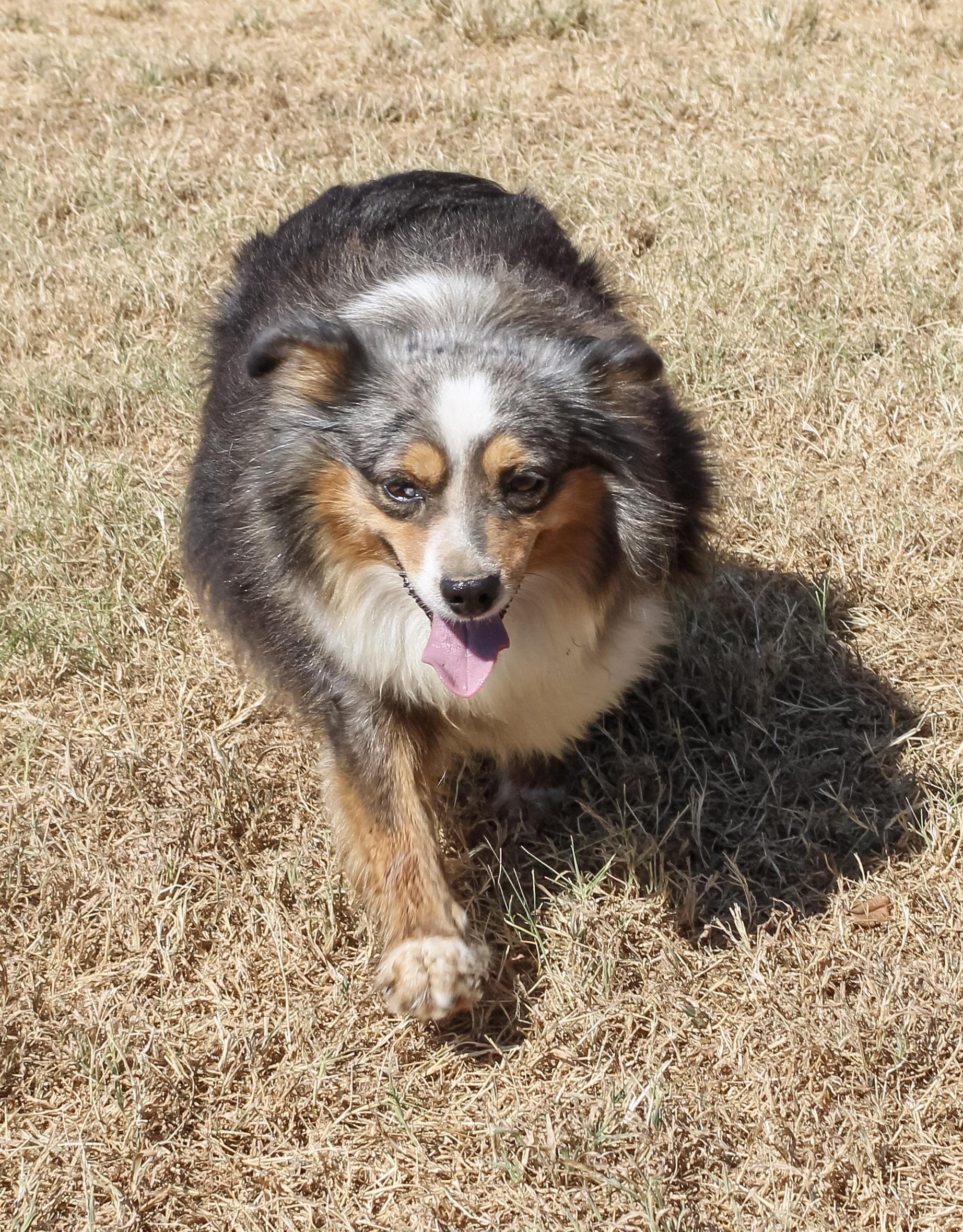 Enlarge Mercedes 2, a Adopted Australian Shepherd in Neosho, MO image 1/3
