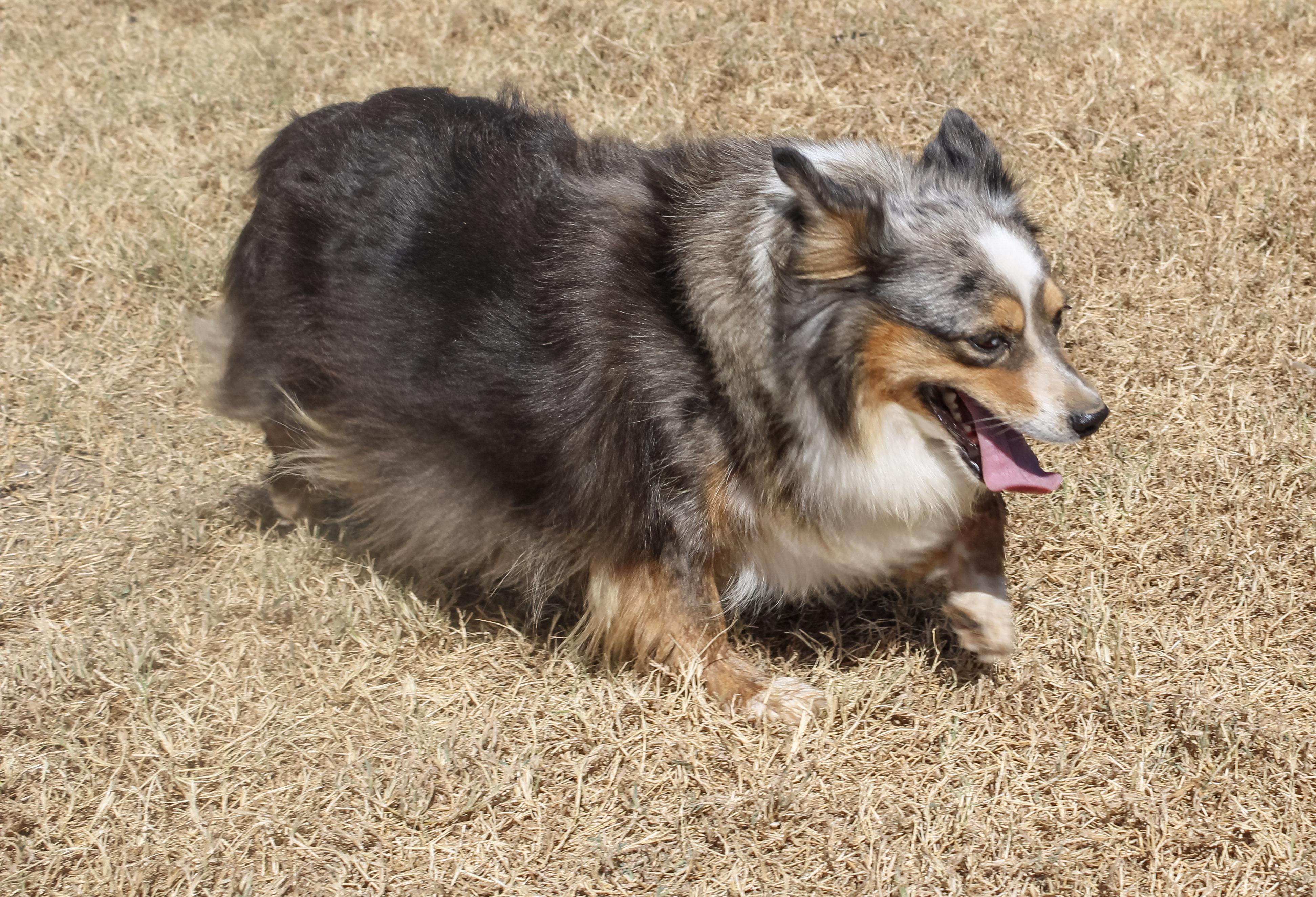 Enlarge Mercedes 2, a Adopted Australian Shepherd in Neosho, MO image 2/3