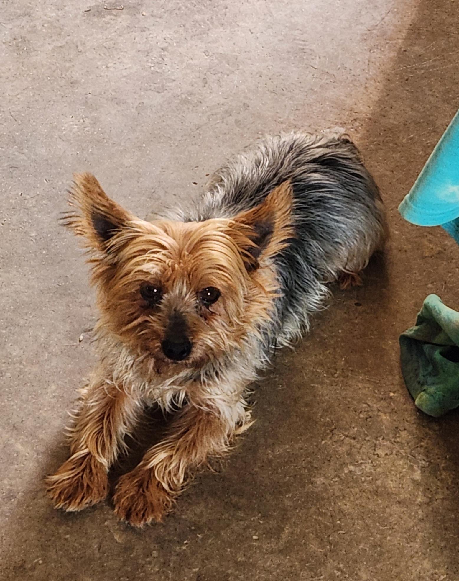 Enlarge Hazel, a ADOPTABLE Yorkshire Terrier in Zanesville, OH image 2/3